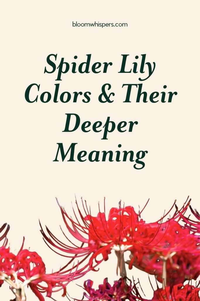 Spider Lily Colors & Meanings