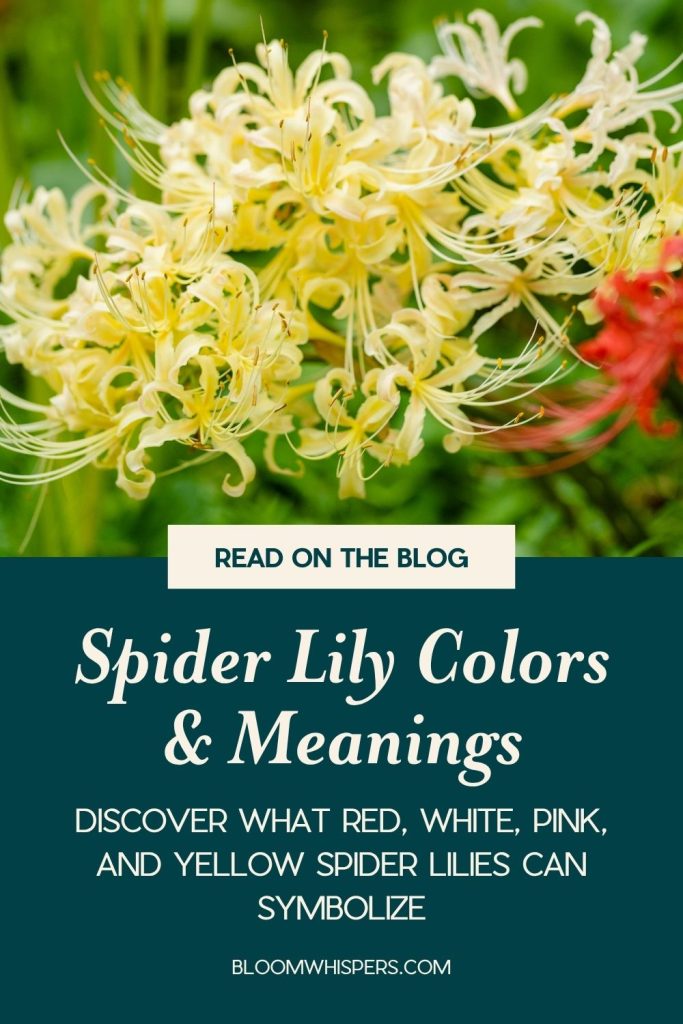 Spider Lily Colors & Meanings